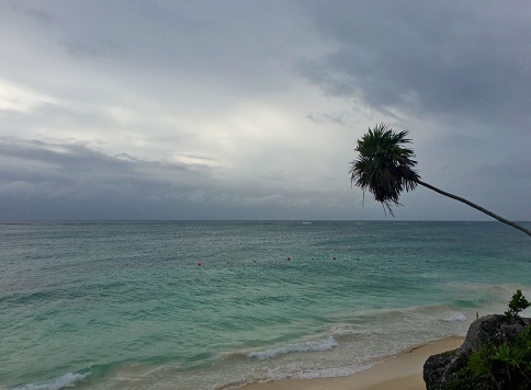 A palm tree reaching towards the water on a cloudy but still beautiful day in Tulum, Mexico.