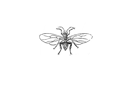 Illustration of a Gall wasps, also incorrectly called gallflies, are hymenopterans of the family Cynipidae in the wasp superfamily Cynipoidea