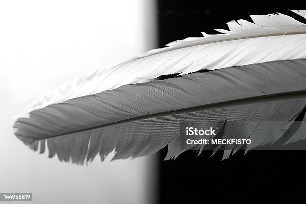 Feather - zdjęcia stockowe i więcej obrazów Antyczny - Antyczny, Atrament, Biały