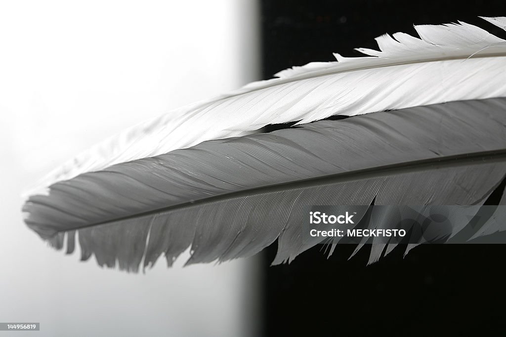 Pluma - Royalty-free Antigo Foto de stock