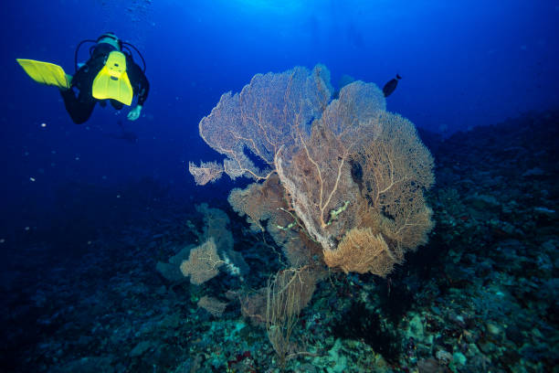 istock Gorgonian Fan Coral 1449568270