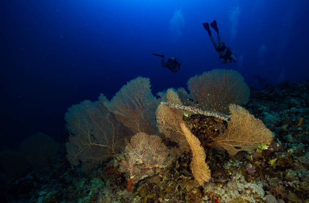 istock Gorgonian Fan coral 1449568391