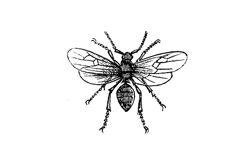 Illustration of a Red wood ant (Formica rufa)