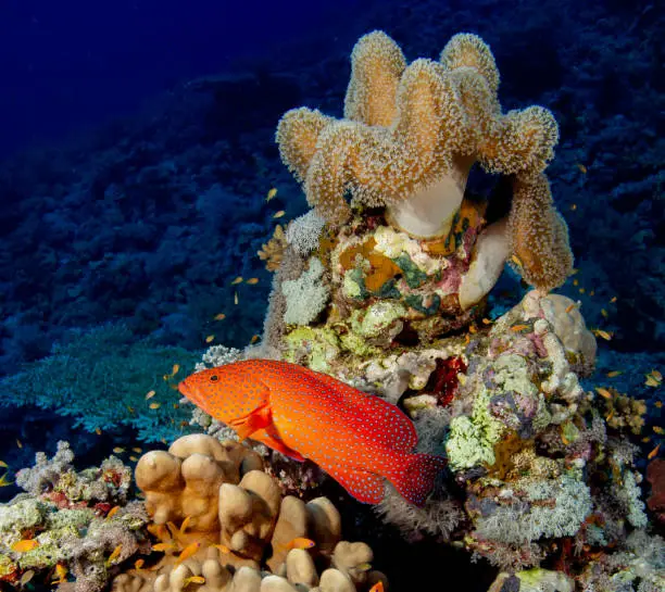 Port Ghalib, Egypt on Dec 5, 2022: Red Sea coral grouper with healthy soft and hard corals at Elba Reef