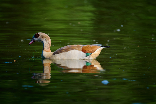 A solo Egyptian geese swims in a lake in southeast England. Escapees from collections have established a small colony here.
