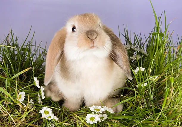 Very young lop rabbit on a patch of grass with daisies