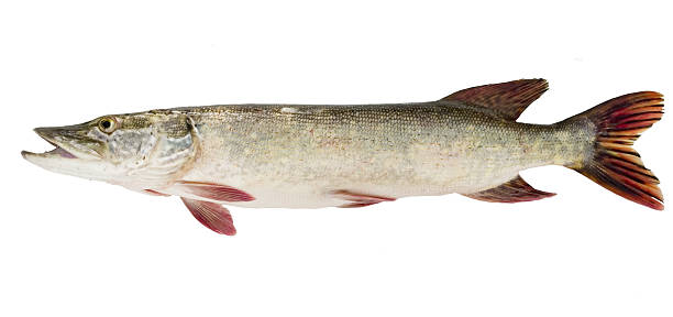 pike-fish pike-fish on white Pikefish stock pictures, royalty-free photos & images