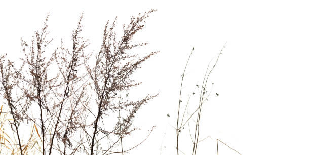 istock Dry sagebrush and grass isolated on white background, close up 1449569425