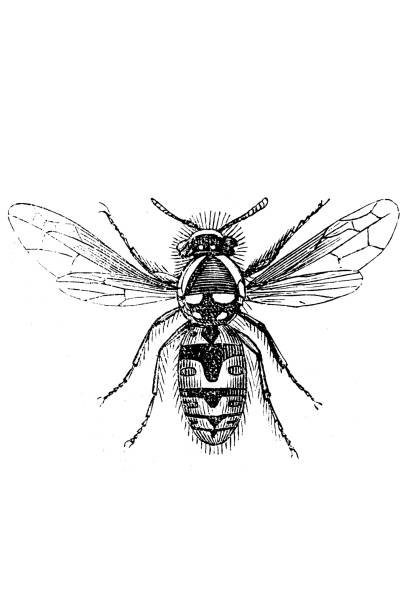 Wasp Illustration of a Wasp hornet swarm stock illustrations