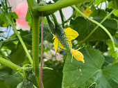 Cucumber seedlings grown in a greenhouse blooming with young cucumbers.
