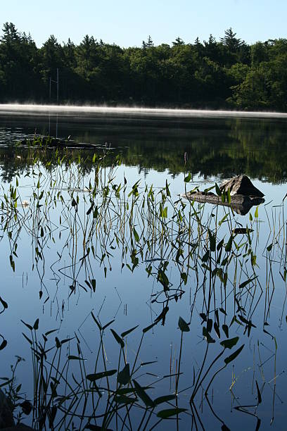 istock Calm Morning Lake in the Summer 144957046