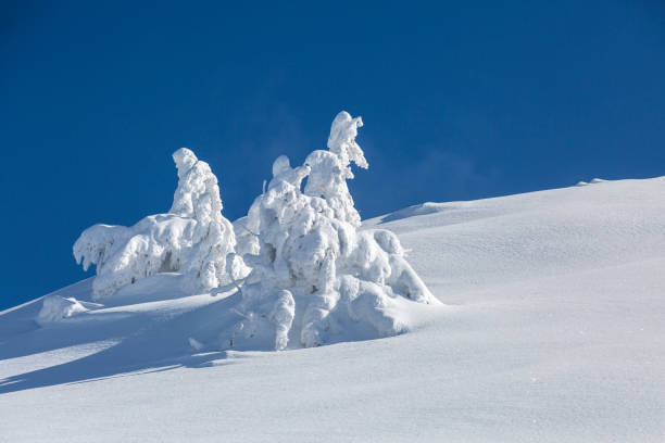 istock Attractive snow-covered spruces on a frosty day, calm wintry scene. 1449571019