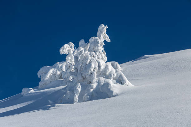 istock Beautiful winter landscape with snow covered trees. 1449571020