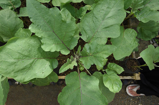 Organic eggplant