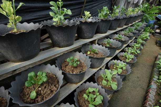 istock Organic mustard grown in pots 1449571486