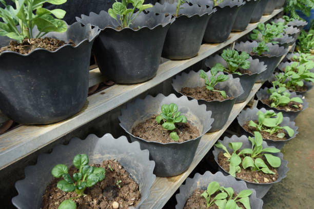 istock Organic mustard grown in pots 1449571496