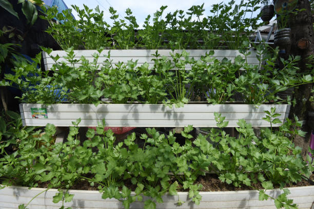 istock Organic Celery Leaves Plant 1449571523
