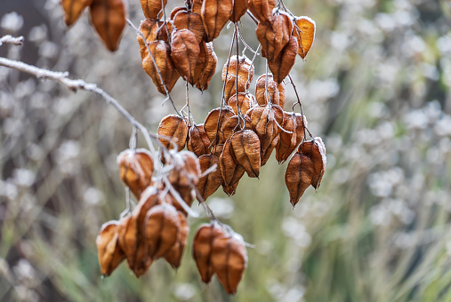 December 2022: Close-up of frozen fruits of Golden Rain Tree