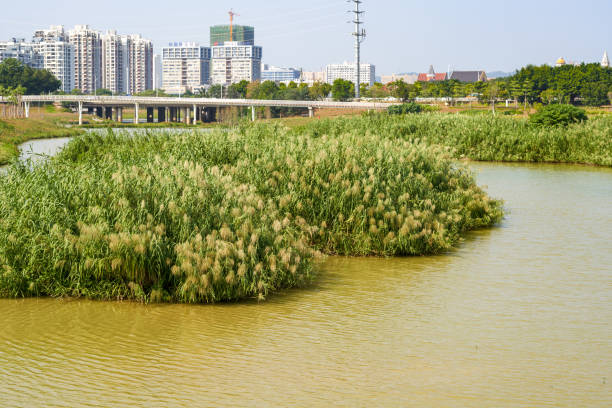 istock Scenic ecological wetland park landscape 1449572761