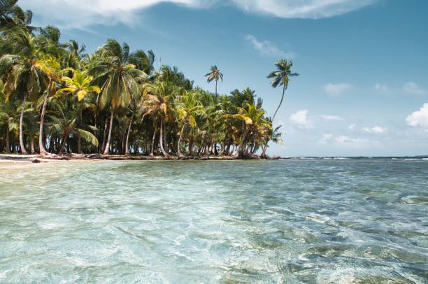 playa de arena blanca perfecta llena de cocoteros y agua turquesa cristalina - panama caribbean culture san blas islands caribbean fotografías e imágenes de stock