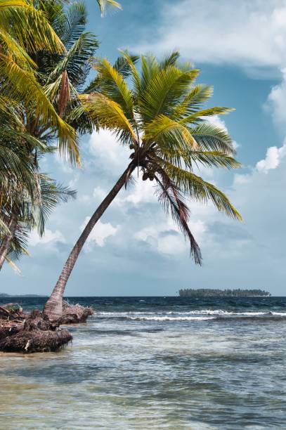 una sola gran palmera inclinada sobre el agua - panama caribbean culture san blas islands caribbean fotografías e imágenes de stock