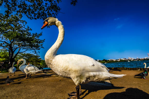 Swan of Sennami Park Swan of Sennami Park. Shooting Location: Tskuba-city, Ibaraki-pref mito ibaraki stock pictures, royalty-free photos & images