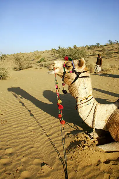 Photo of Camel