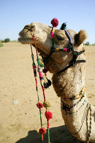 Photo of Camel