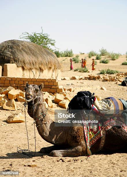 Camelo - Fotografias de stock e mais imagens de Cultura Indiana - Cultura Indiana, Mulheres, Índia