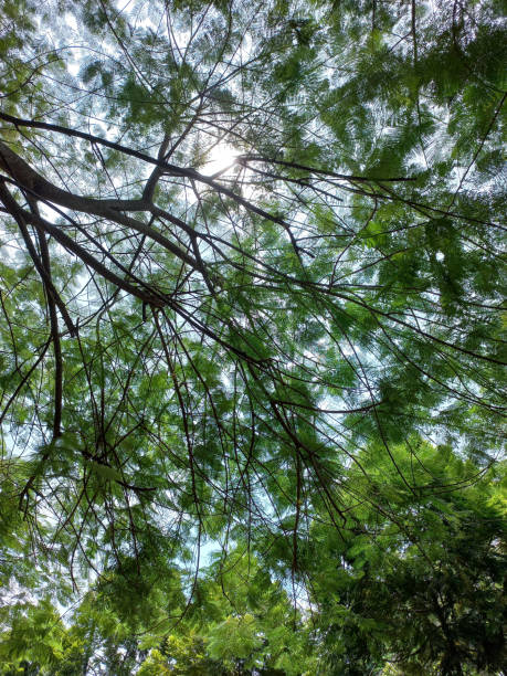 The natural beauty of trees with shady leaves is suitable for shelter under the sun