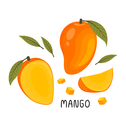 Vector illustration of a set of ripe fresh mangoes, halves and pieces of fruit, leaves. Fruit illustration in flat style isolated on white background.
