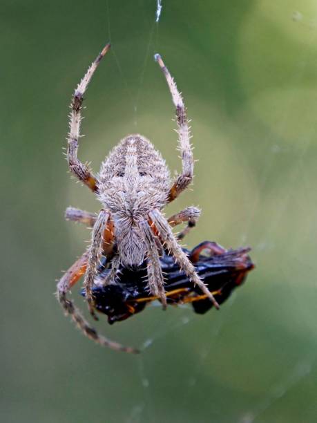 A vertical shot of a spider on the web