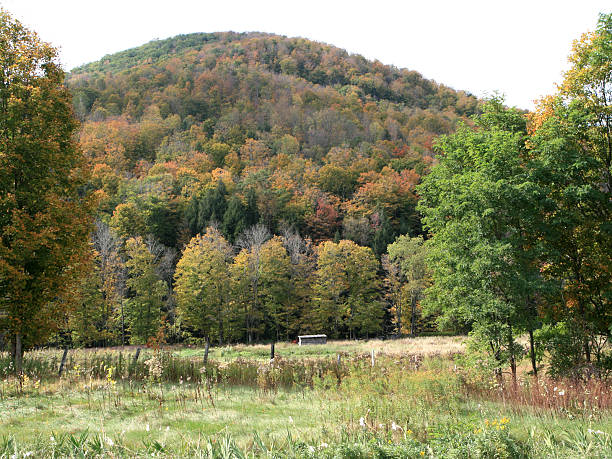 istock Foliage in Vermont 144957674