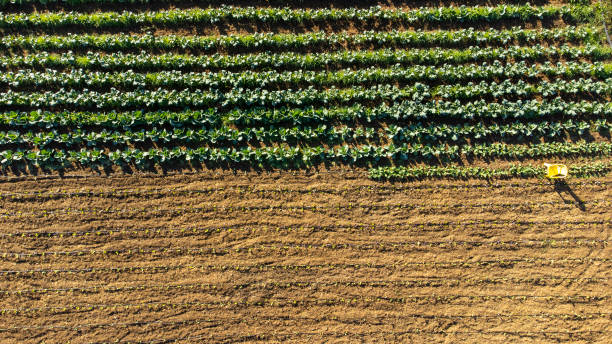 istock aerial views of an orchard 1449576969