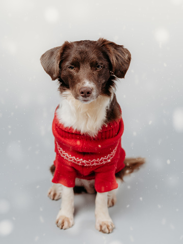 Cute young litlte springer spaniel mix dog \nChristmas sweater and all\nPhoto taken indoors in natural light