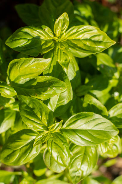 istock organic vegetable garden 1449577027
