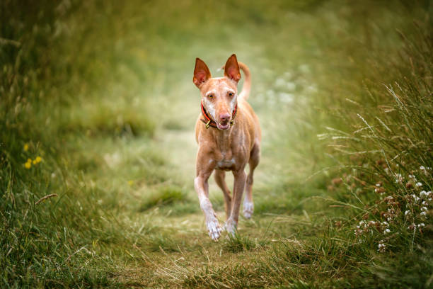 podenco andaluz andando e olhando para a câmera - podenco - fotografias e filmes do acervo