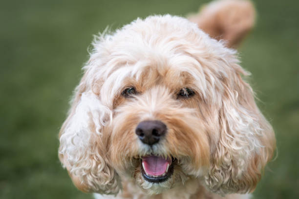 istock Seven year old Cavapoo headshot up close and personal 1449578130