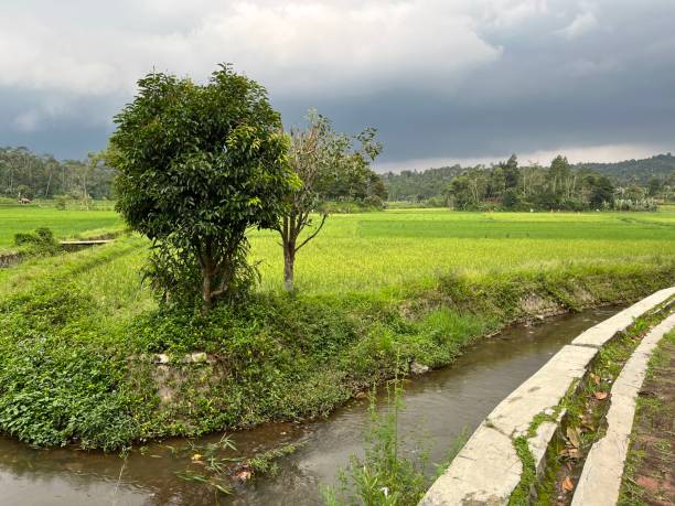 istock A beautiful view of rice field 1449578329