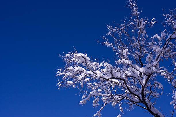 Blanc, Arbre et bleu ciel d'hiver - Photo