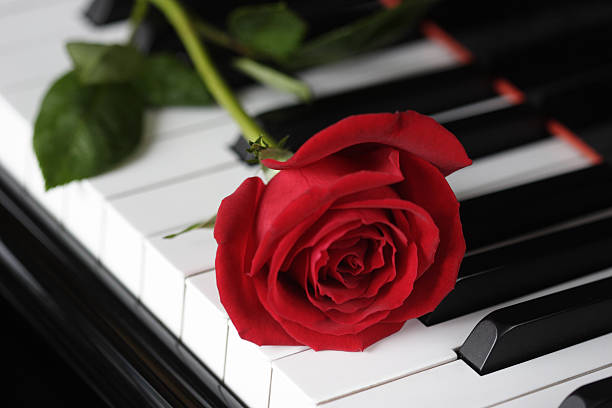 istock Rose on the piano 144957854