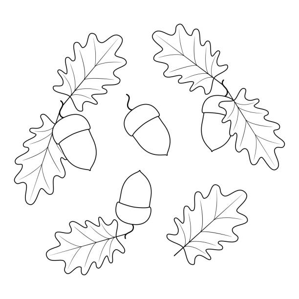 black and white illustration. Acorns and leaves Vector black and white illustration. Acorns and leaves. silhouette of a fall leaves black and white stock illustrations