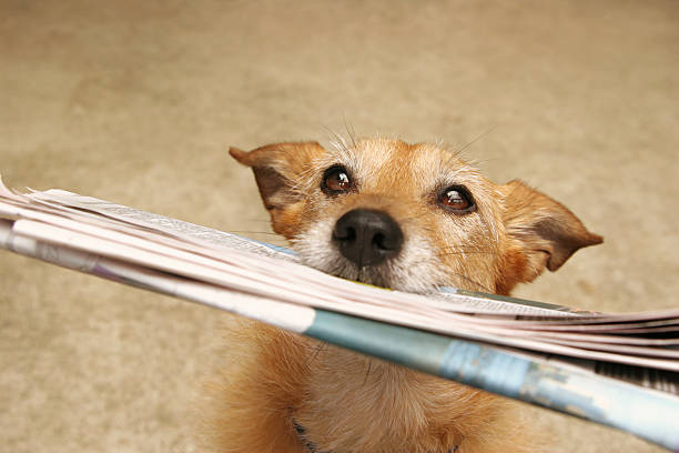istock Dog with a newspaper 144957887