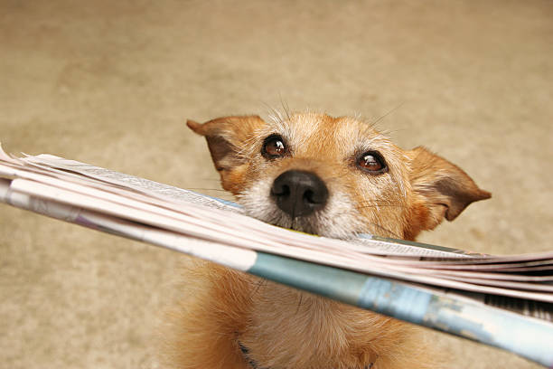 Dog with a newspaper stock photo
