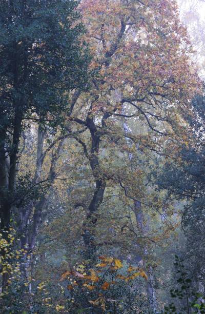 istock Vertical shot of a forest at Sutton park Birmingham 1449580162