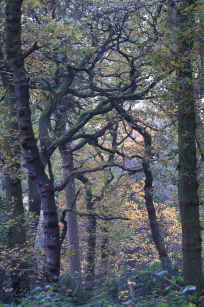 istock Vertical shot of a forest at Sutton park Birmingham 1449580163