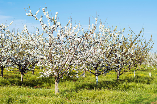 Blooming Cherry Trees in a Row .Cherry Garden in the Spring in Bulgaria  .