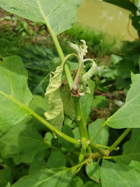 istock Eggplant tree was attacked by stem borer insect. 1449581550