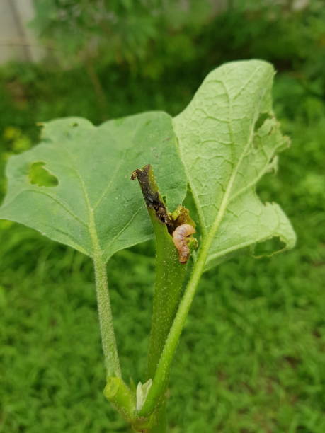 istock Eggplant tree was attacked by stem borer insect. 1449581553