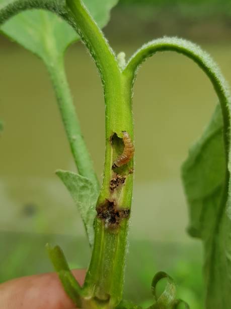 istock Eggplant tree was attacked by stem borer insect. 1449581595